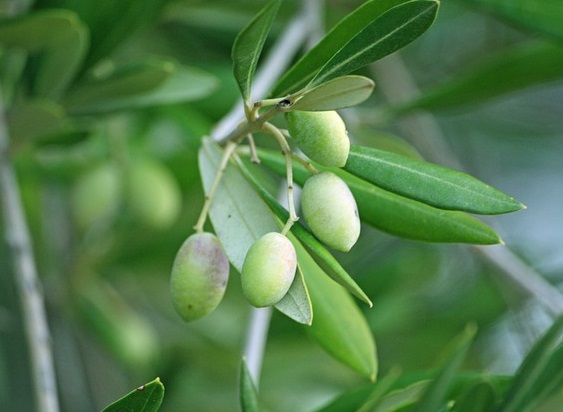 olives-352756_640